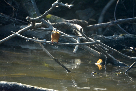 野鳥、前：池内 009_Rカワセミエビを捕えた１０：１４