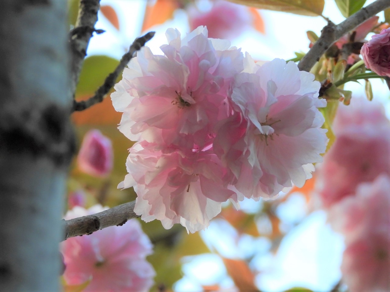 DSCN2495 (2)八重桜（牡丹桜）２０２１年４月１２日AM６：０３