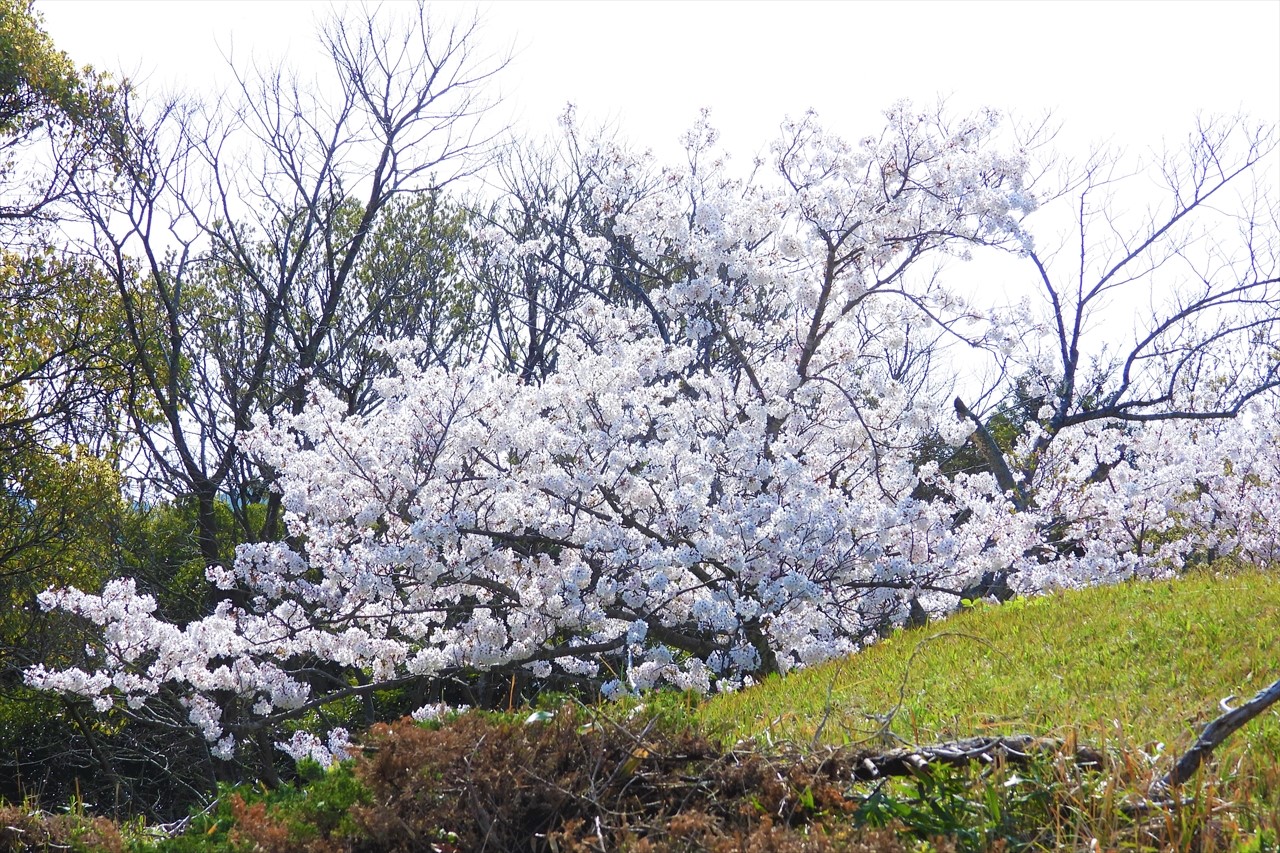 兵庫県立淡路島公園 081 (2)ソメイヨシノ２０２３年４月１日１４：５０