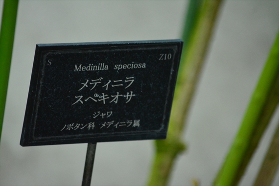 奇跡の星の植物館。 309_Rメディニラ・スペキオサ