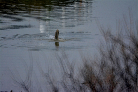 野鳥、後、池内。 176_R黒鯉跳ねる１５：４７