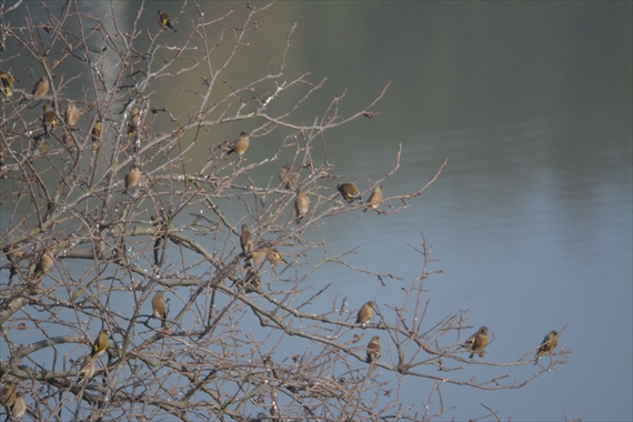 野鳥：池内午前 045_Rカワラヒワの群れ１０：３９