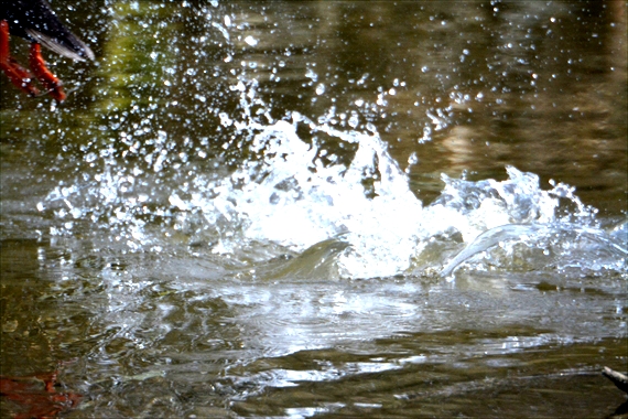 野鳥、後：池内 045_Rカルガモの足ｔ水しぶき