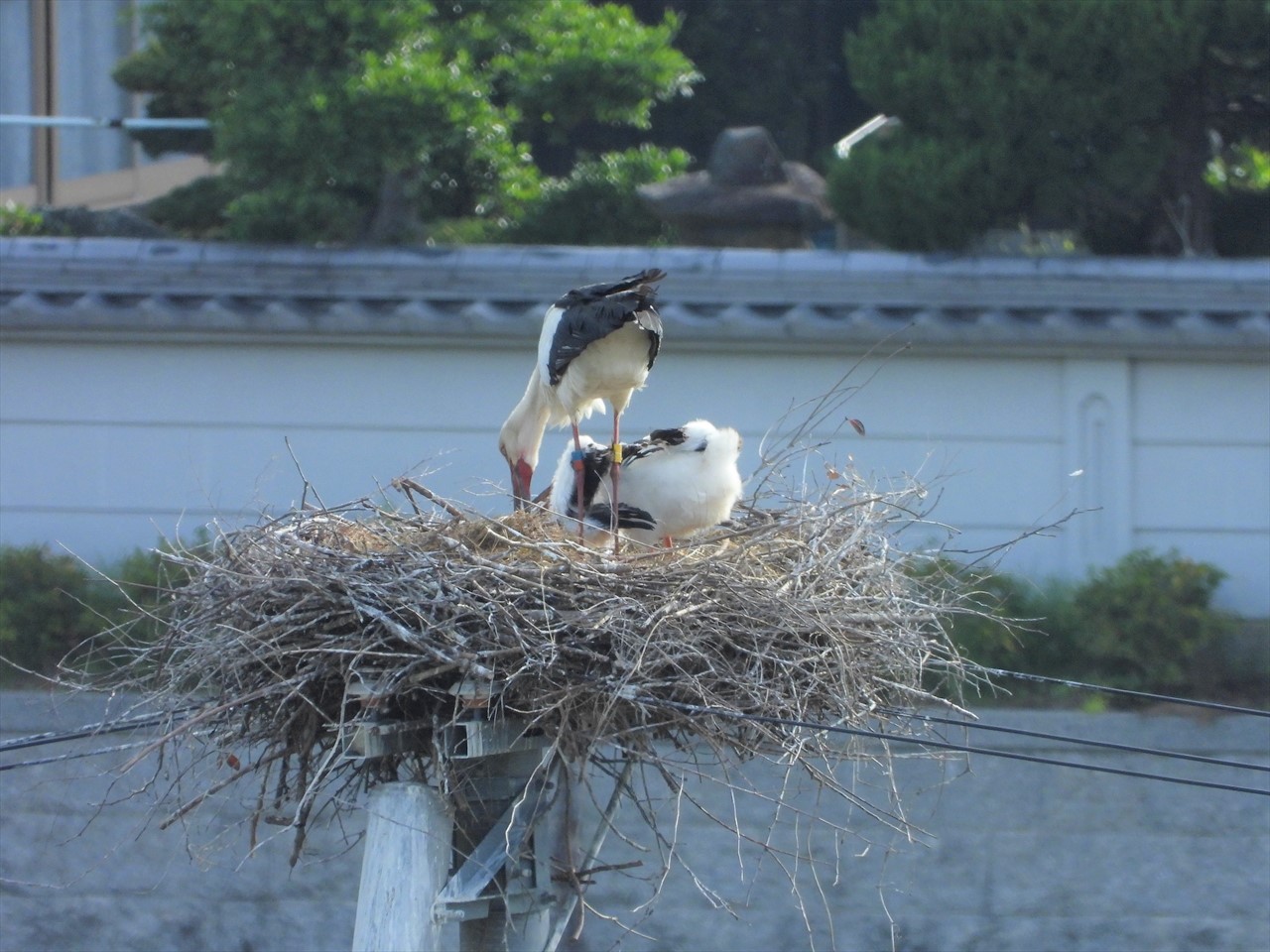 DSCN6863 (2)コウノトリ♀親が帰ってきて雛に餌を与え始める２０２１年５月１１日AM７：２１