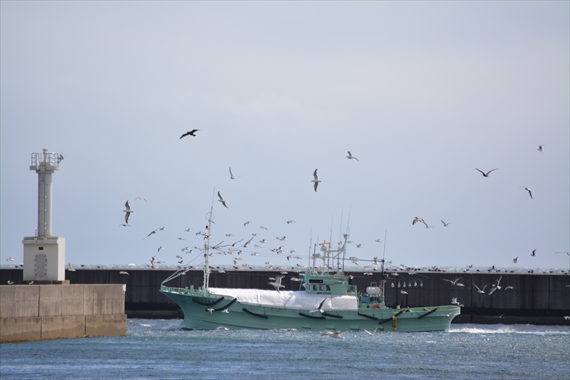 288_R８月２５日９：５３ウミネコが舞う羅臼港へ帰ってきた漁船