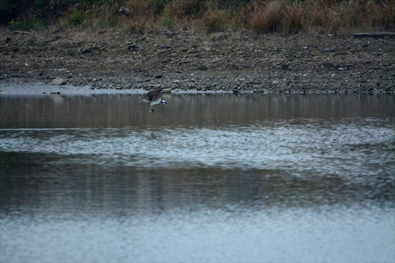 野鳥：池内、午前 521_Rミサゴ１１：２２