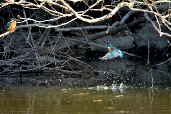 野鳥、後：池内 153_Rカワセミ１５：００水浴びする♂の様子を見守る♀ちゃん。