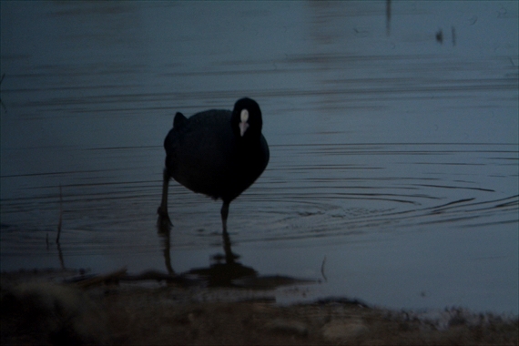 野鳥：池内午後 051_Rオオバン１６：４３
