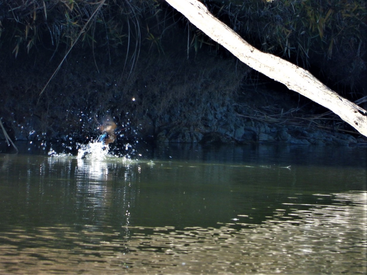 DSCN5213 (2)カワセミ♀ちゃん、枯れ木から池に飛び込み朝の行水２０２１年１２月１６日AM９：４６