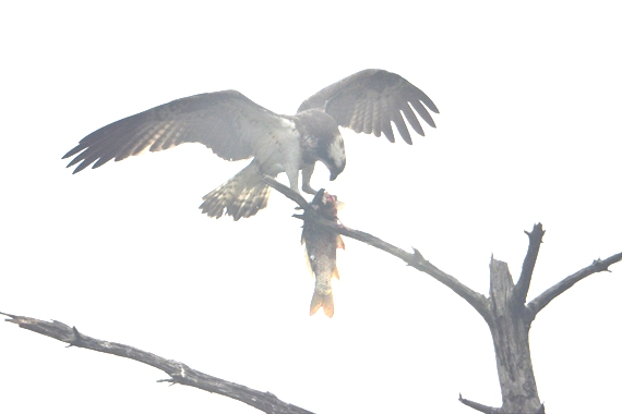 野鳥、後：池内 427_R黒鯉を木の上に持って行き食べるミサゴ１５：０７