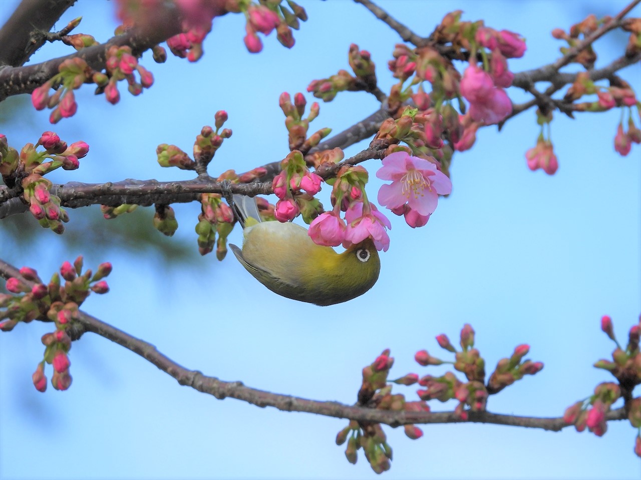 DSCN2748 (2)緋寒桜にメジロ2021年2月23日AM9：０４