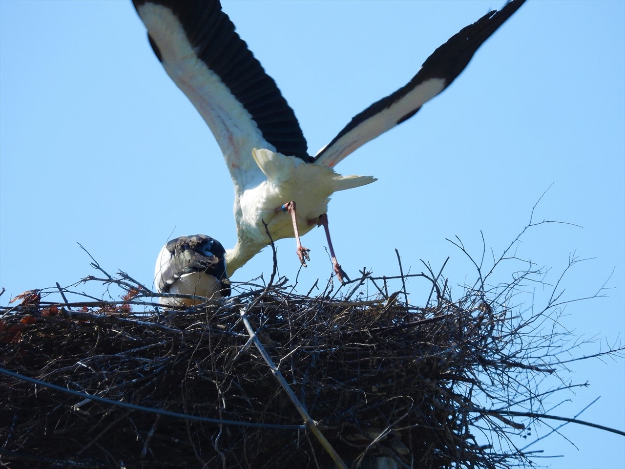 DSCN1767 (2)巣から飛び出すコウノトリ母親コウノトリ雛２０２２年５月４日AM８：４７