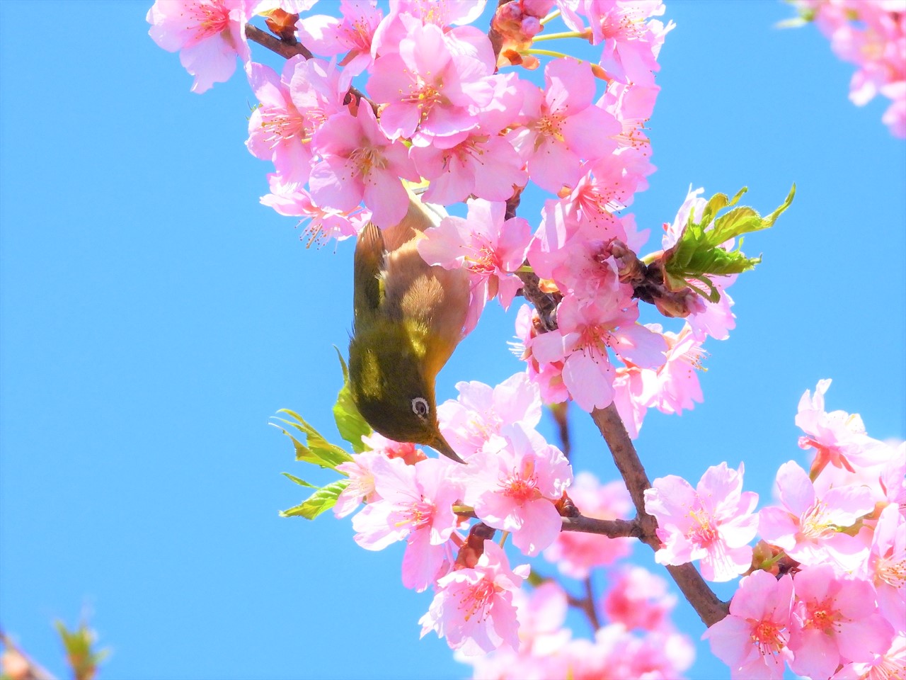 DSCN5235 (2)緋寒桜にメジロ２０２２年３月１５日AM９：５７