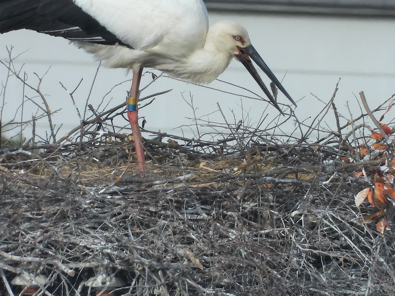 DSCN7617 (2)巣の中の餌を食べるコウノトリ♀親２０２２年３月２１日１５：５９