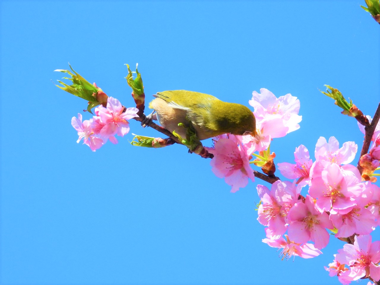 DSCN5241 (2)緋寒桜にメジロ２０２２年３月１５日AM９：５７