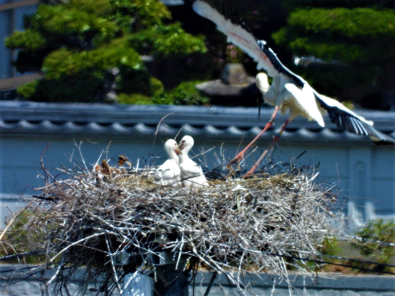 DSCN1675 (2)②巣から飛び出すコウノトリ♂親と雛２０２２年４月６日１２：１３