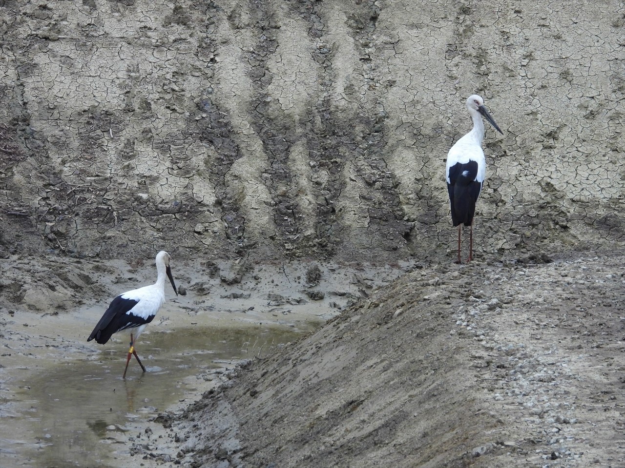 DSCN4788 (2)コウノトリ♀親（左）が餌を探す間に♂親右が見張り約をする、洲本市池田の整備中の溜池にて２０２１年９月２６日AM７：３１