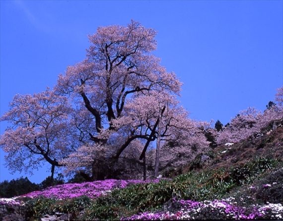 ひょうたん桜５７０ｘ_R