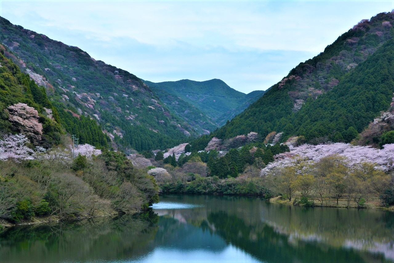 _DSC0106 (2)諭鶴羽ダム湖（南あわじ市）周辺の山桜２０２０年３月３１日１３：５９