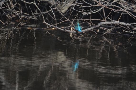 野鳥：池内、午後 092_Rカワセミ１６：１５後ろ姿