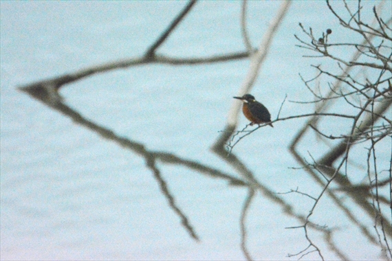 野鳥：池内、午後 098_Rカワセミ１６：２９