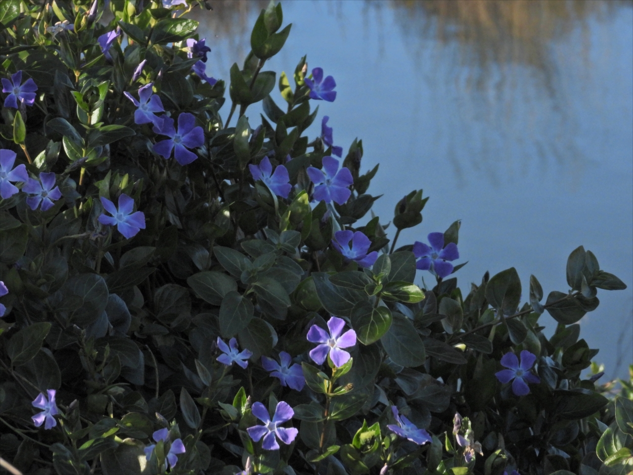 076ため池傍に咲くツルニチニチソウ２０２４年３月１０日１６：３５