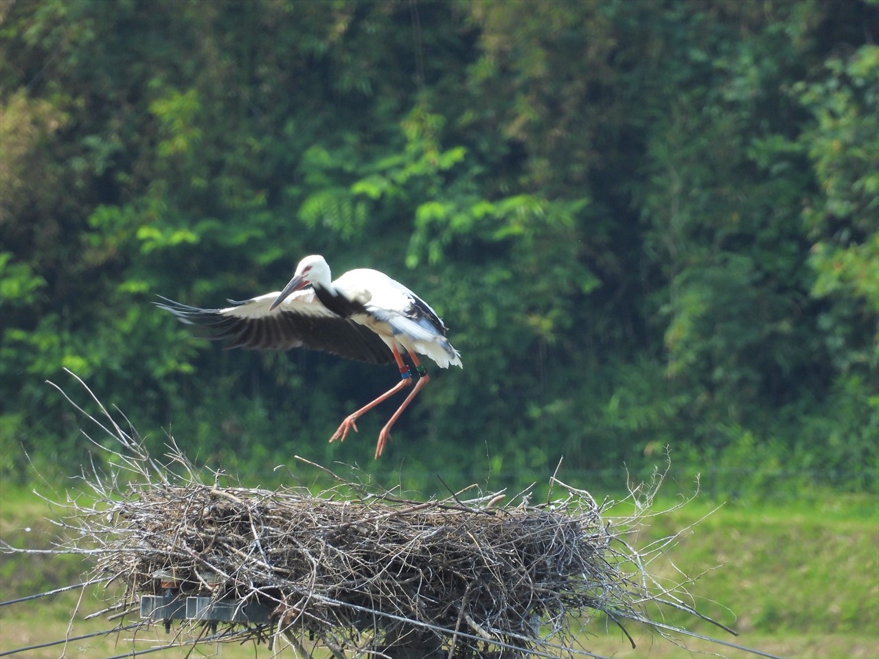 DSCN5963 (2)巣の上で飛ぶ練習をするコウノトリ雛２０２１年６月８日AM９：１１