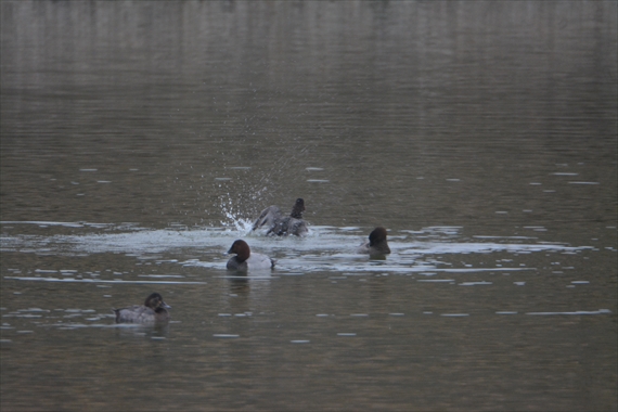 野鳥：池内、午後 188_Rホシハジロ水浴び１５：２６