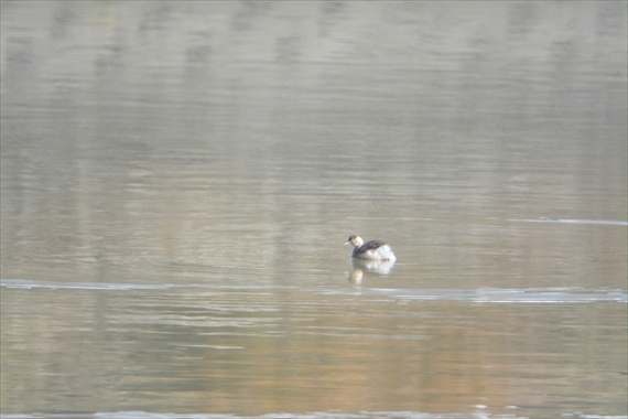 野鳥：午前、池内 007_Rカイツブリ１１：００