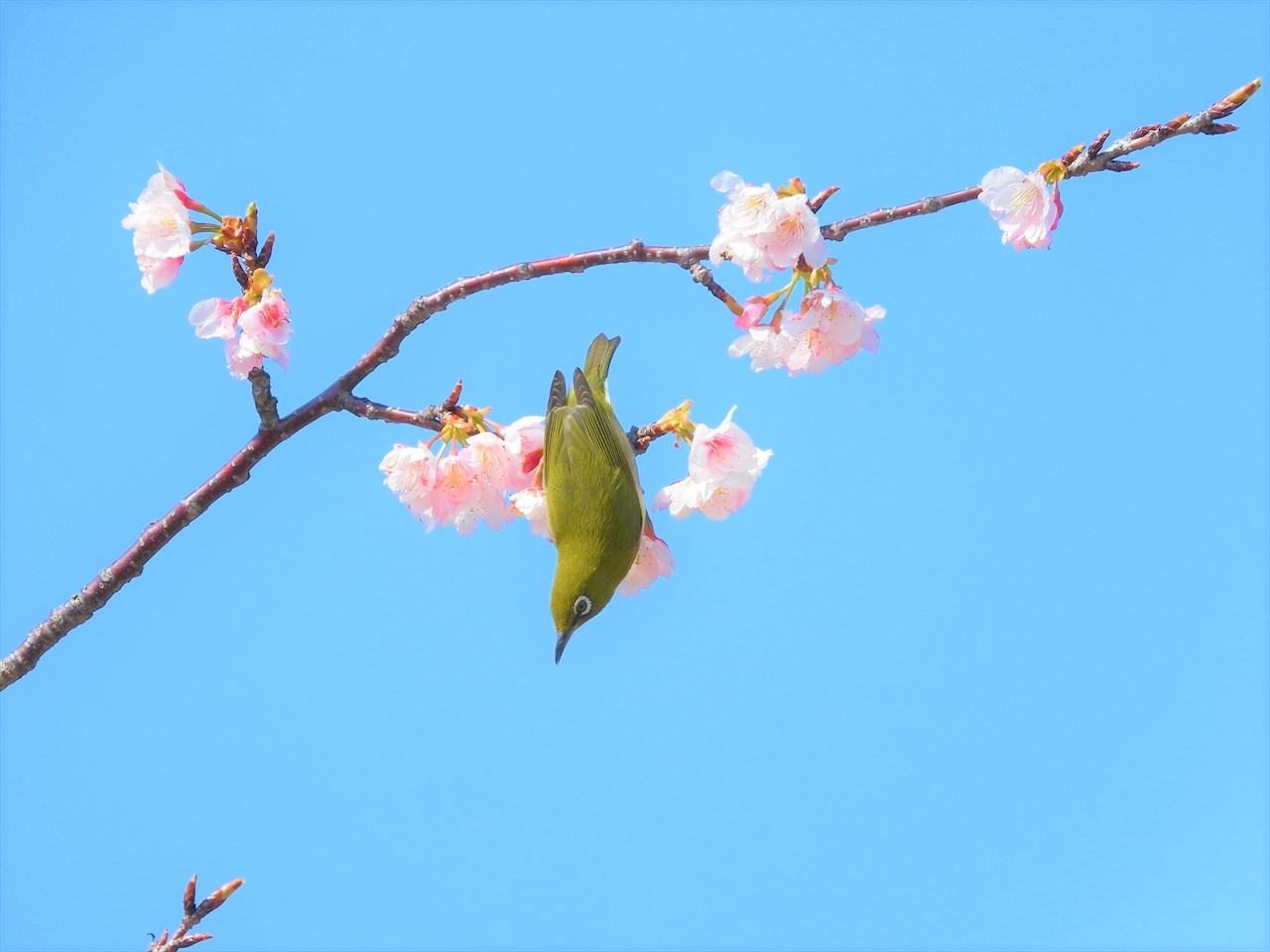 DSCN8426 (2)これ桜とメジロ２０２１年３月１０日１３：４８