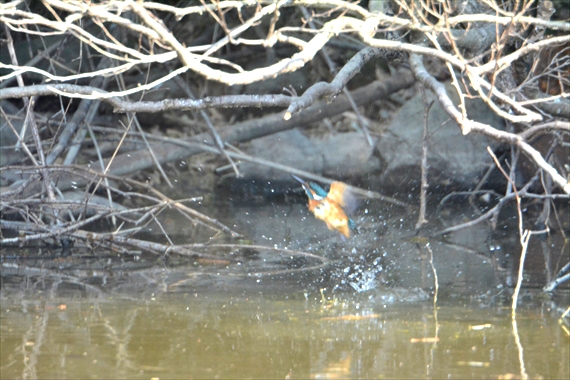 野鳥、後：池内 158_Rカワセミちゃんの飛び上がる瞬間１５：００