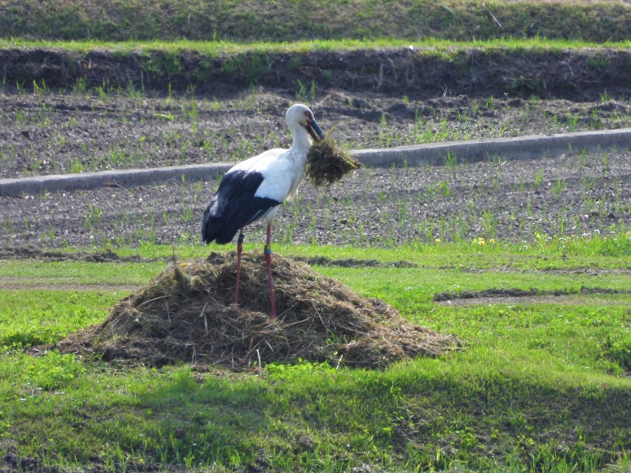 DSCN9975 (2)畦道に積み上げられた枯れ草を咥え巣に運ぼうとするコウノトリ♂親２０２２年４月２８日AM８：１１