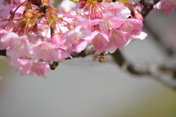 081_R緋寒桜にミツバチ１２：０７