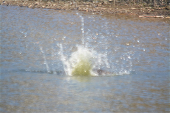 野鳥後：池内 506_Rミサゴが池に飛び込んだ１５：４８
