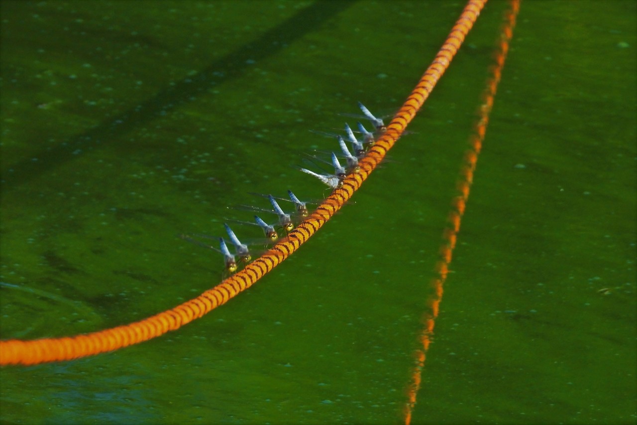 co掃守・金屋：野鳥 566 (2)ため池のロープに止まるコフキトンボ２０２３年８月１日AM６：４９