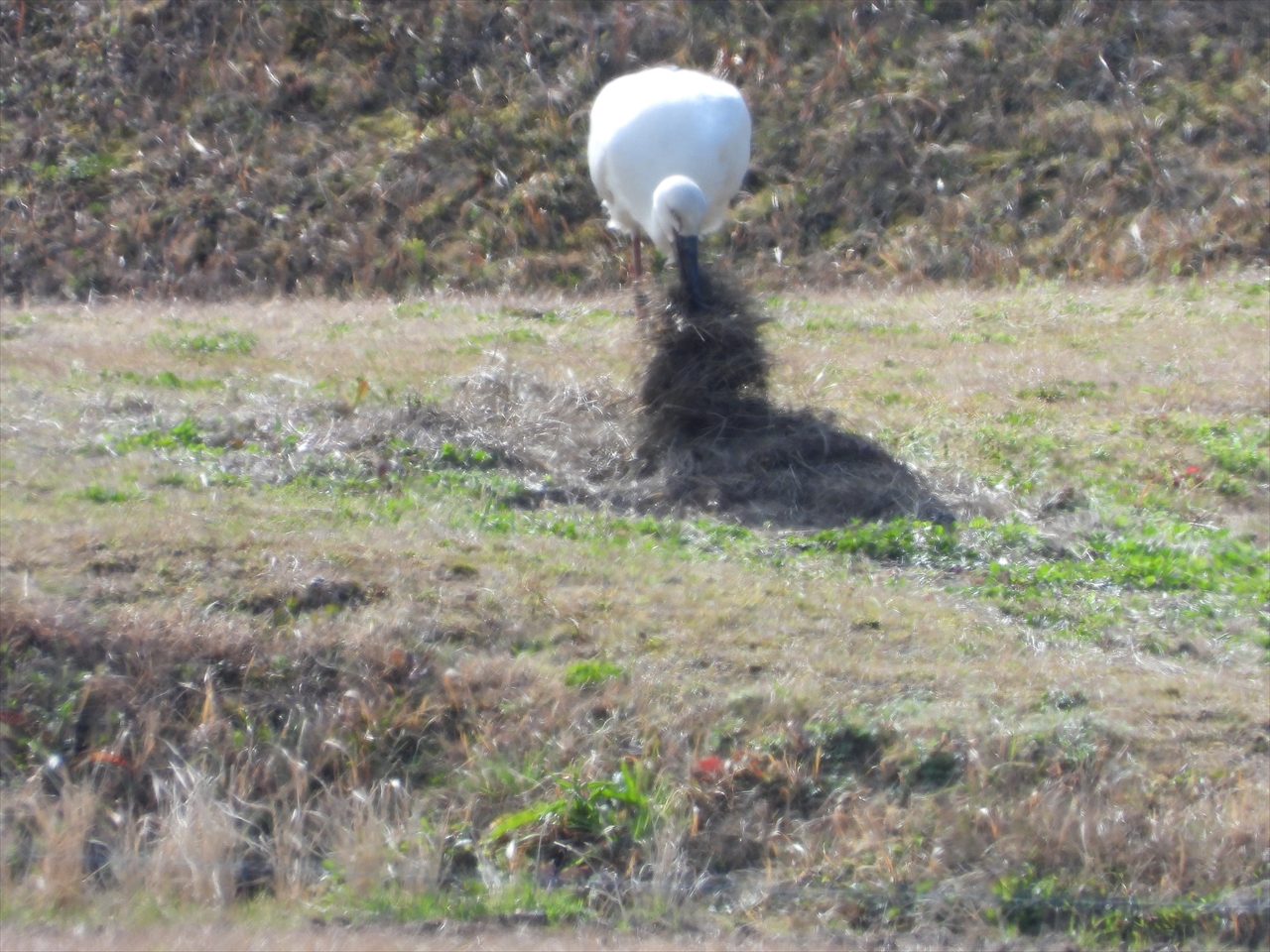 DSCN6404田んぼに降りて枯れ草を集めて咥え巣に運ぼうとするコウノトリ♂２０２１年３月３日AM９：５５