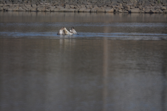 野鳥：池内、午後。 060_Rミサゴ、池から飛び上がれない、鯉が大きすぎるのだろう。１６：０９