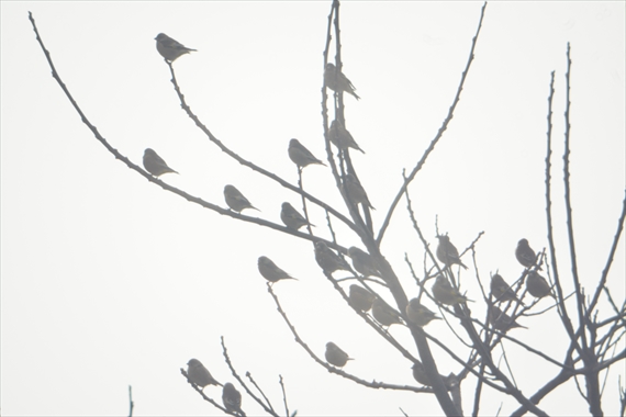 野鳥：新村、大野、午前 066_R