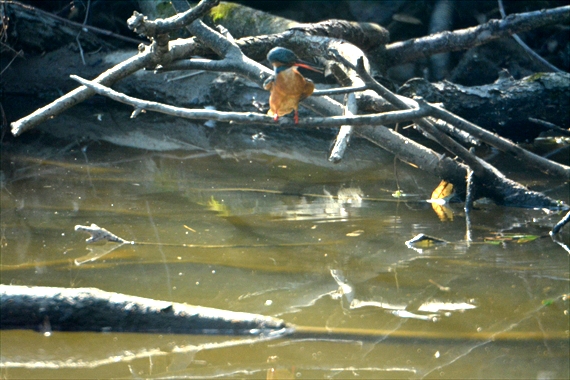 野鳥、前：池内 036_Rカワセミ羽づくろい１０：１６