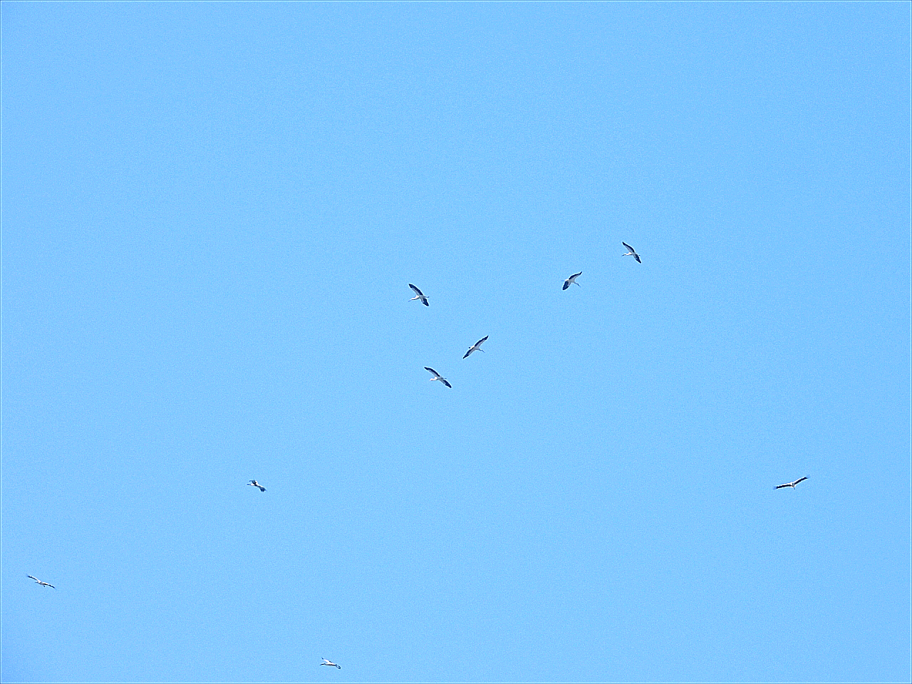 472%70コウノトリ９羽が飛来し上空高く舞う２０２４年２月１３日午前（洲本市池田辺り）