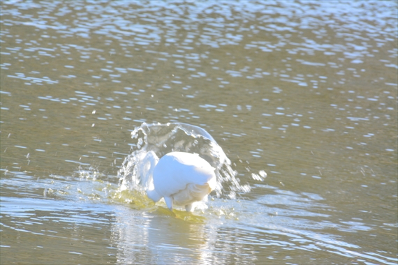 野鳥：池内、午前 175_Rダイサギ１１：５４