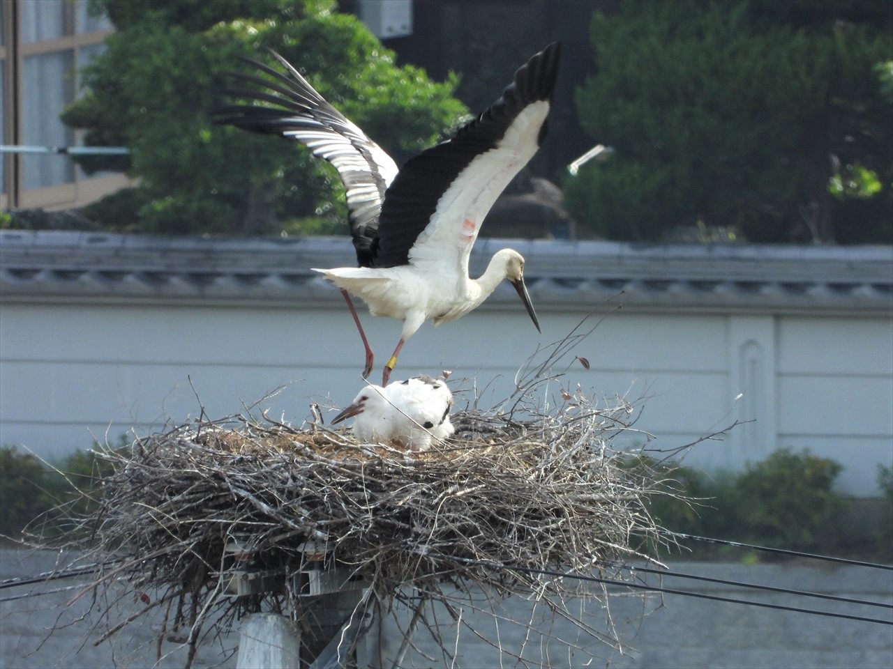 DSCN6918 (2)巣から飛び立つコウノトリ♀親と雛２０２１年５月１１日AM７：２８