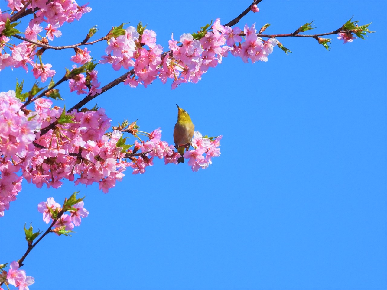 DSCN5789 (2)緋寒桜にメジロ２０２２年３月１５日AM１０：２０