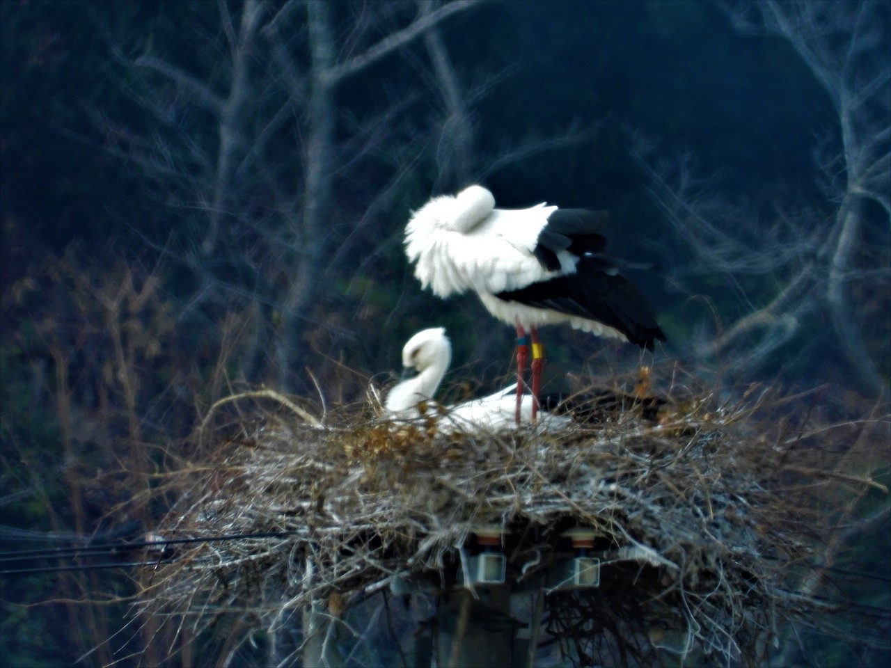 DSCN2541 (2)巣の上に立つ♀と座る♂コウノトリ２０２２年２月８日AM１１：４４