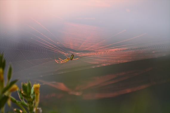011_R夕照の蜘蛛糸。マツヨイグサ１８：４５