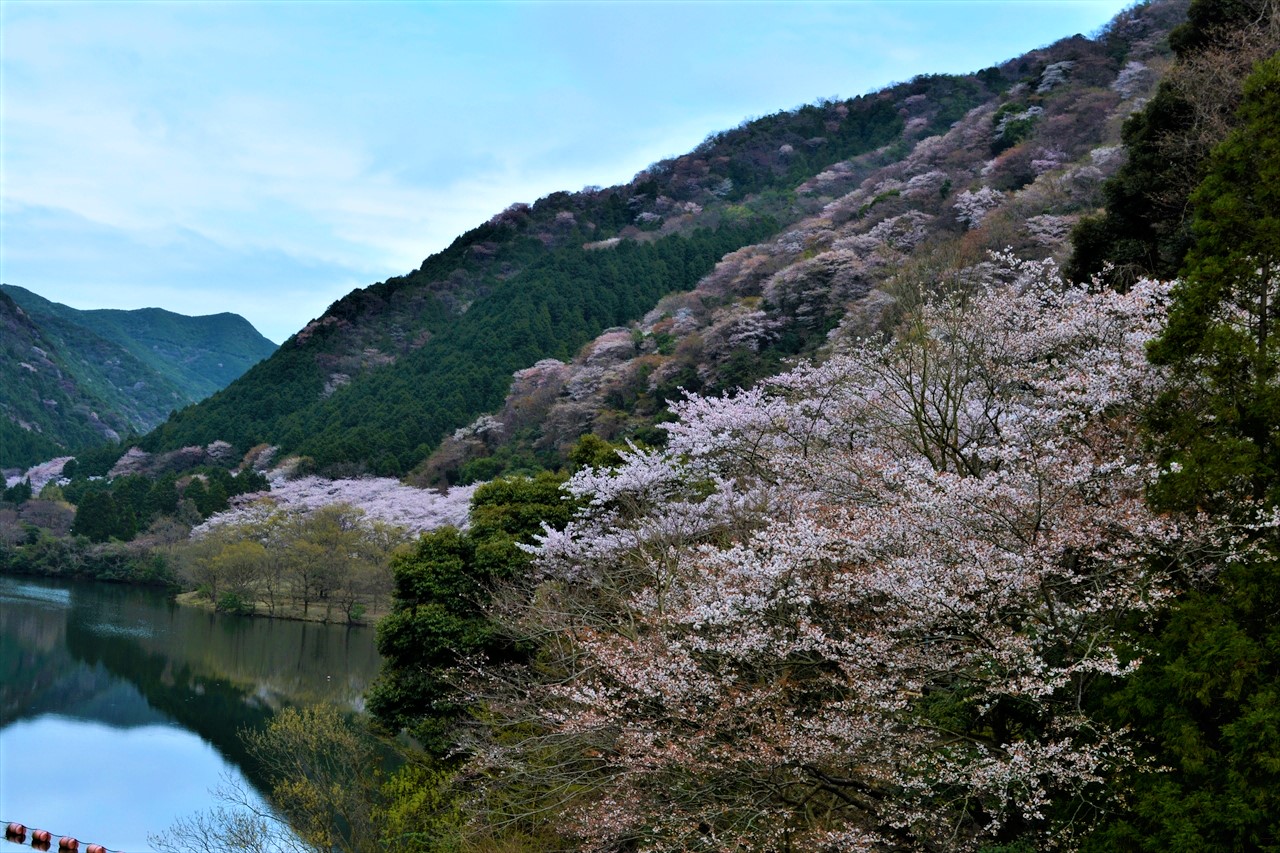 _DSC0102 (2)諭鶴羽ダム湖周辺のソメイヨシノと山桜２０２０年３月３１日１４：４５