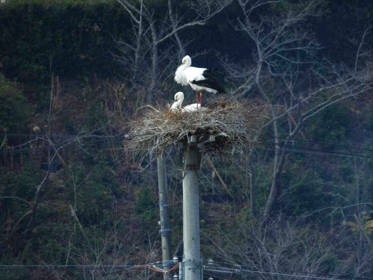 DSCN2546 (2)巣の上に立つ♀と座る♂コウノトリ２０２２年２月８日AM１１：４４