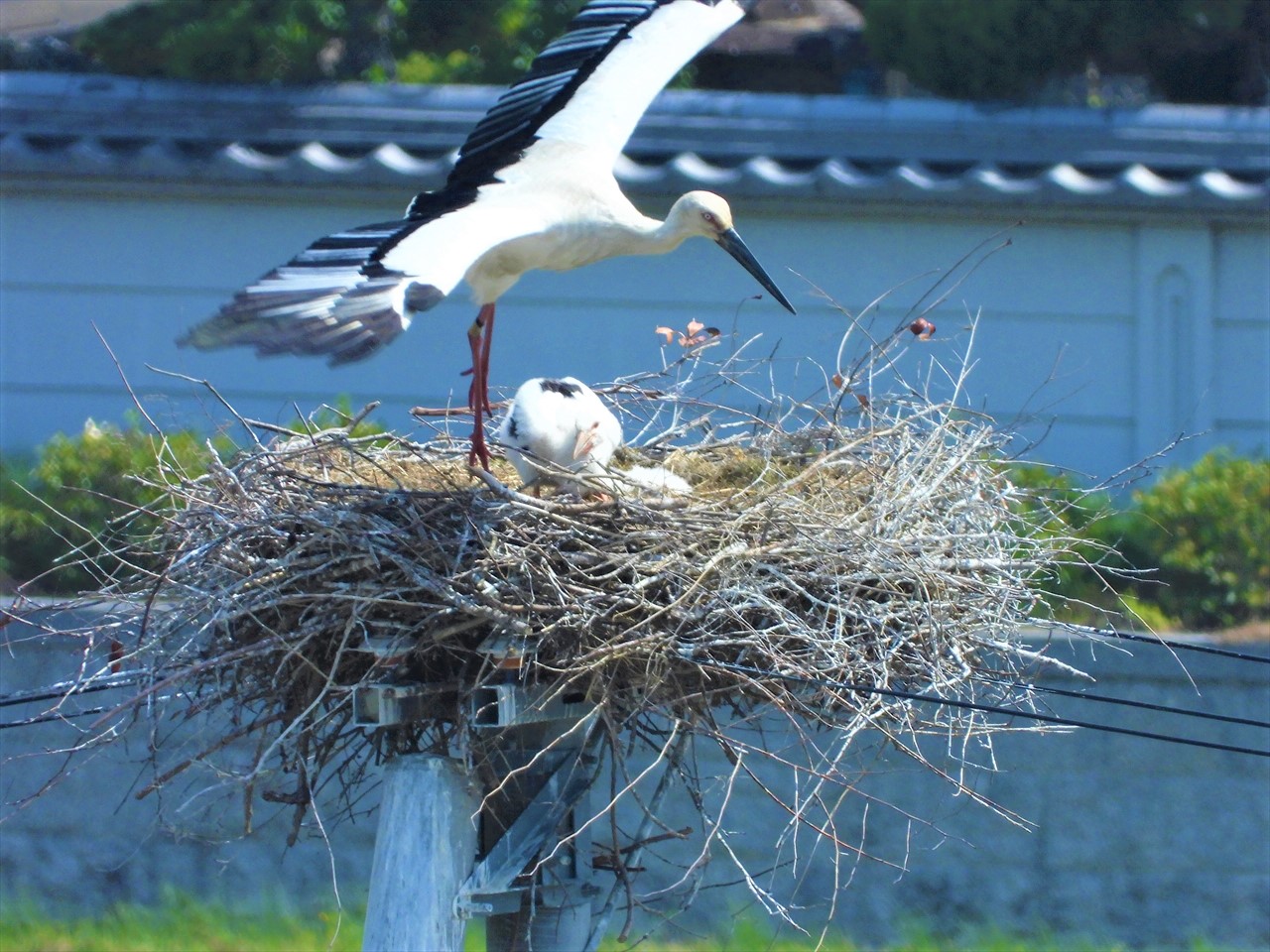DSCN1376 (2)巣から飛び立ち子供の餌を取りに行くコウノトリ♀親２０２１年５月１日AM１０：３５ - コピー