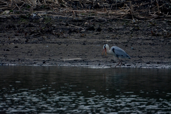 野鳥午前：池内 033_Rカエルが大きすぎて飲み込めないので吐き出した、９：４９