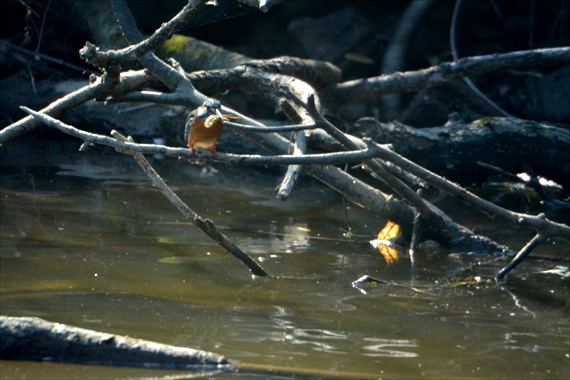 野鳥、前：池内 008_Rカワセミエビを捕えた１０：１４